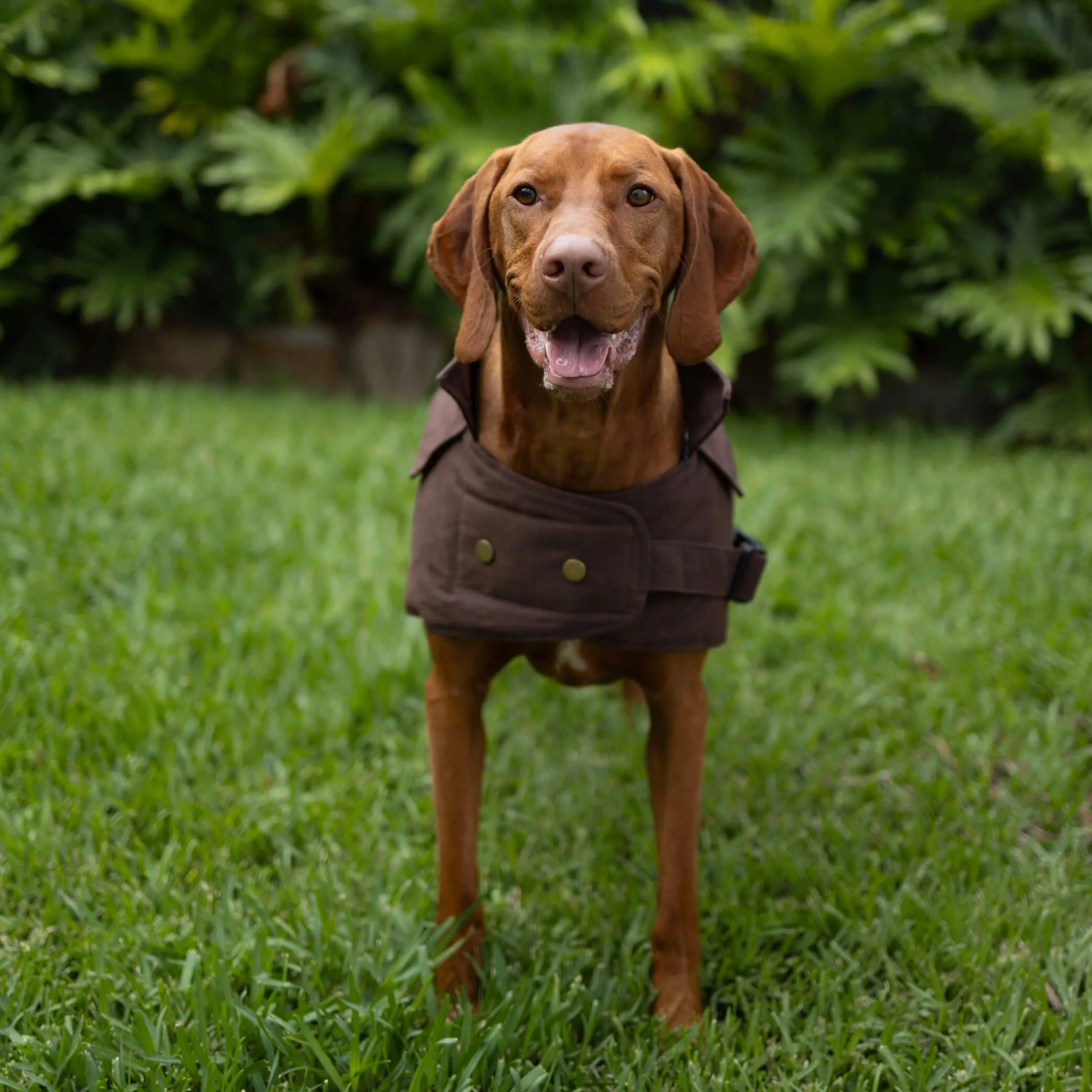 Aussie Oilskin Dog Coat - Brown