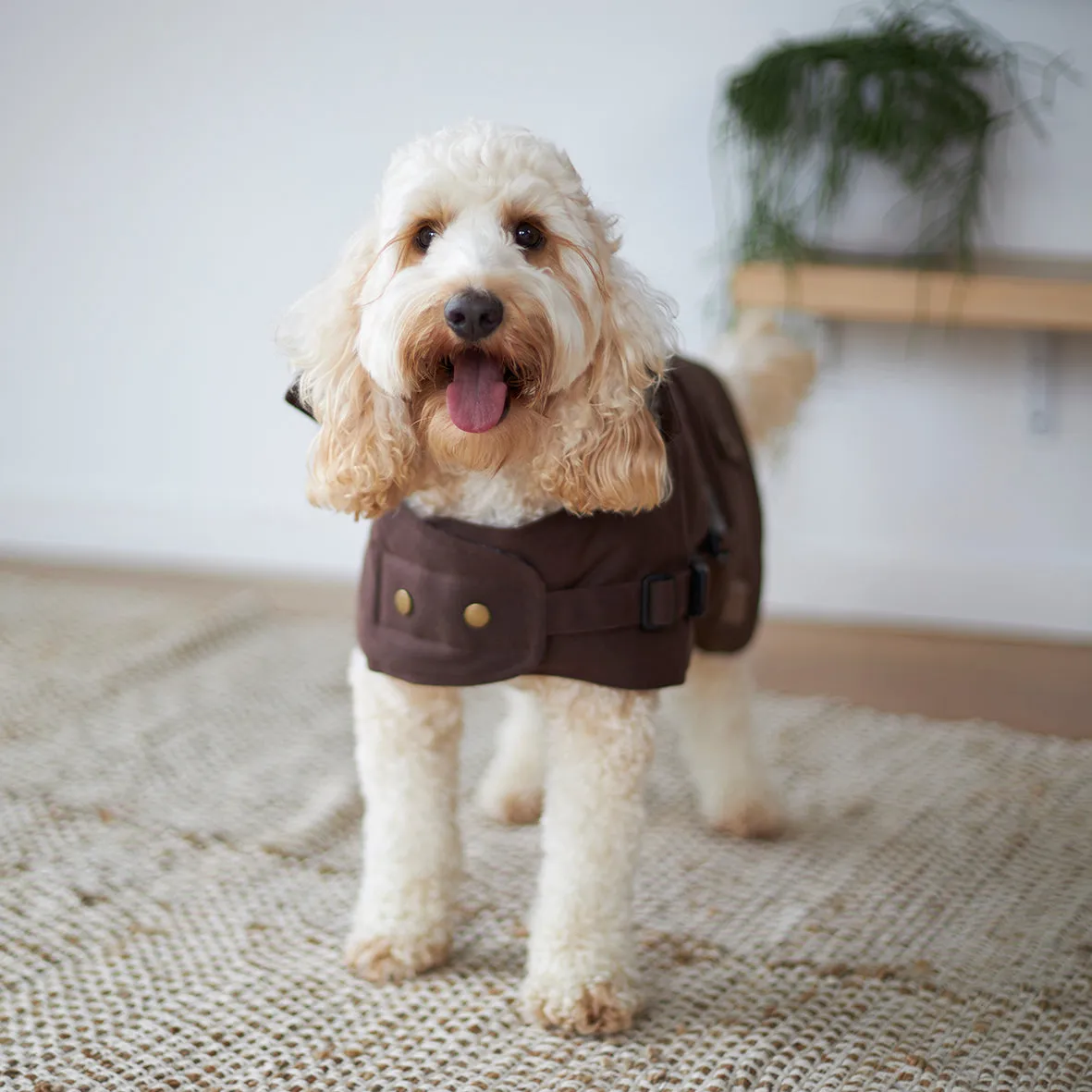 Aussie Oilskin Dog Coat - Brown