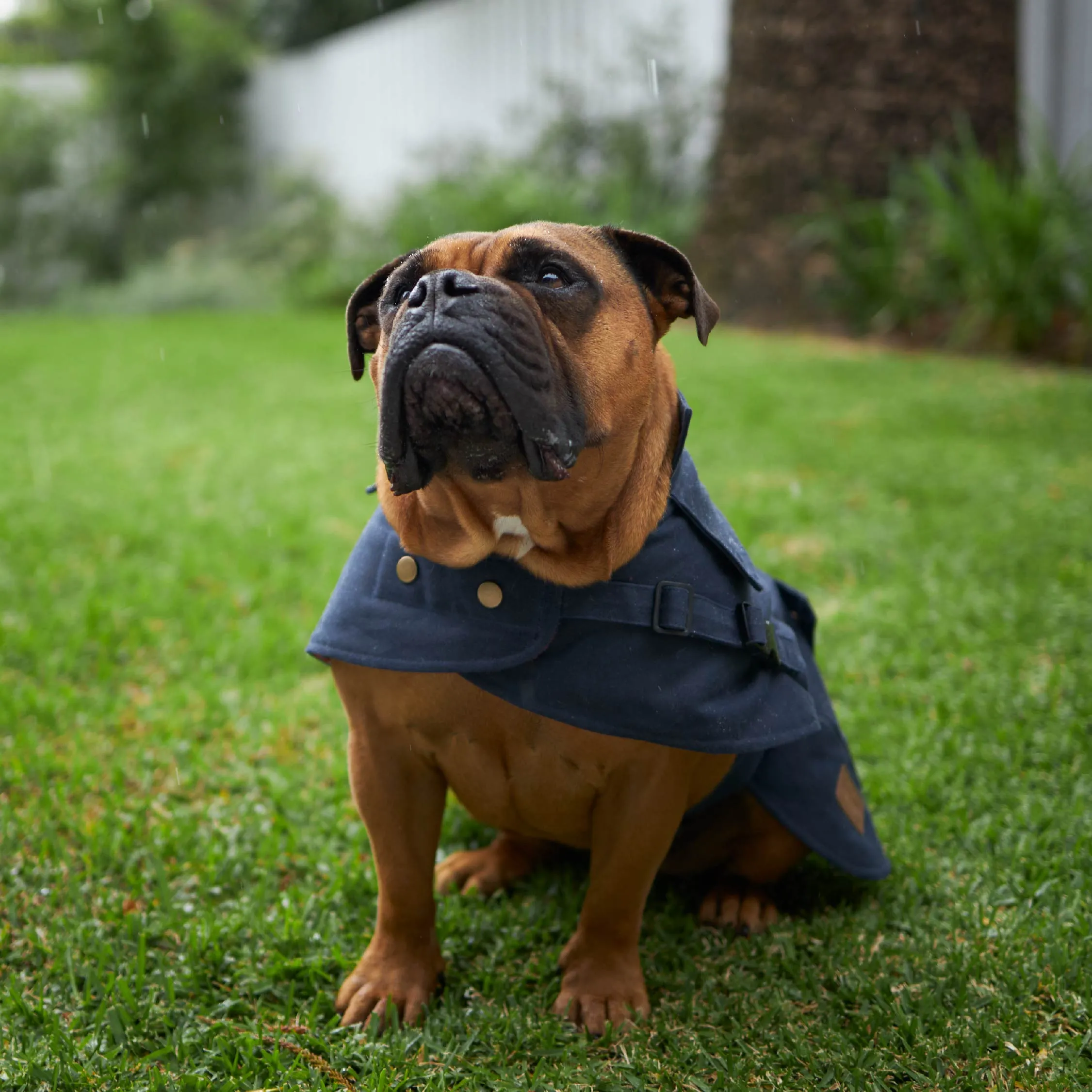 Aussie Oilskin Dog Coat - Navy