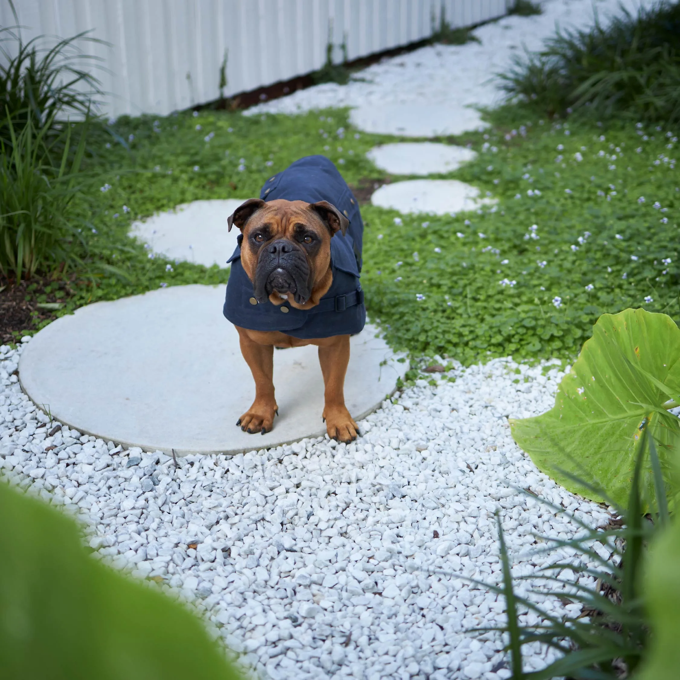 Aussie Oilskin Dog Coat - Navy