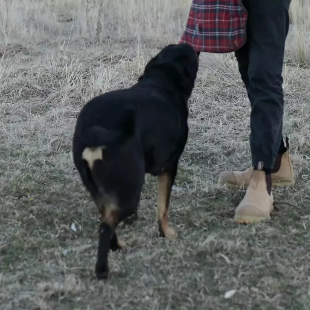 Aussie Oilskin Dog Coat - Navy