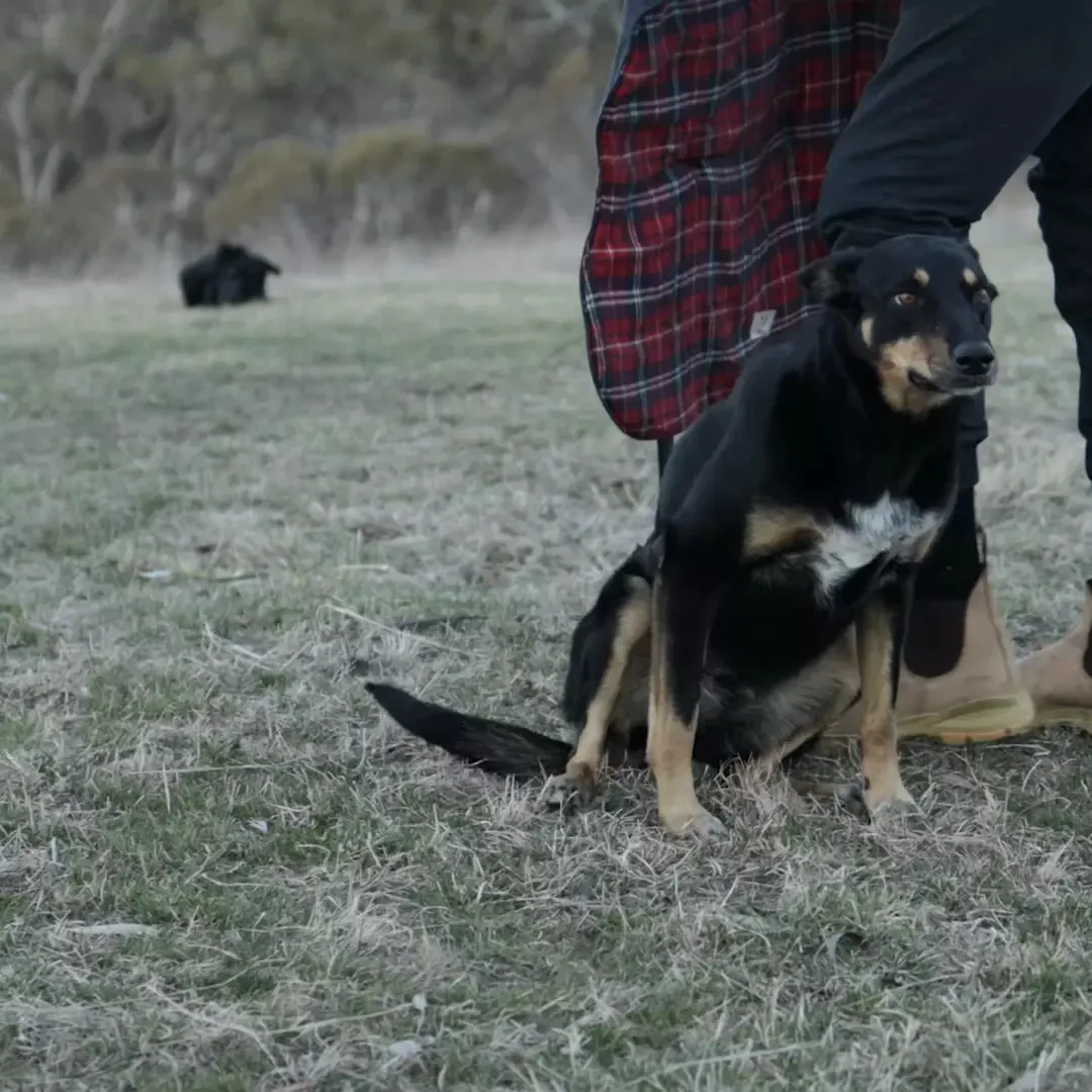 Aussie Oilskin Dog Coat - Navy