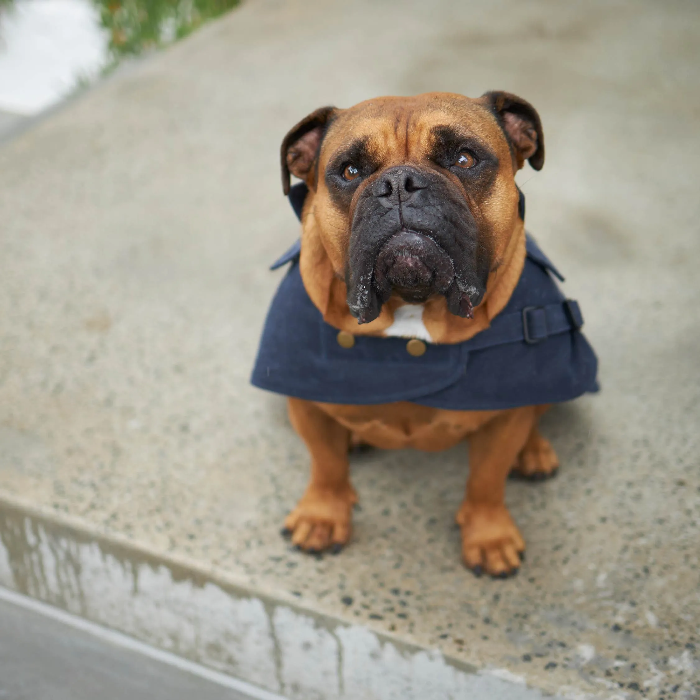 Aussie Oilskin Dog Coat - Navy