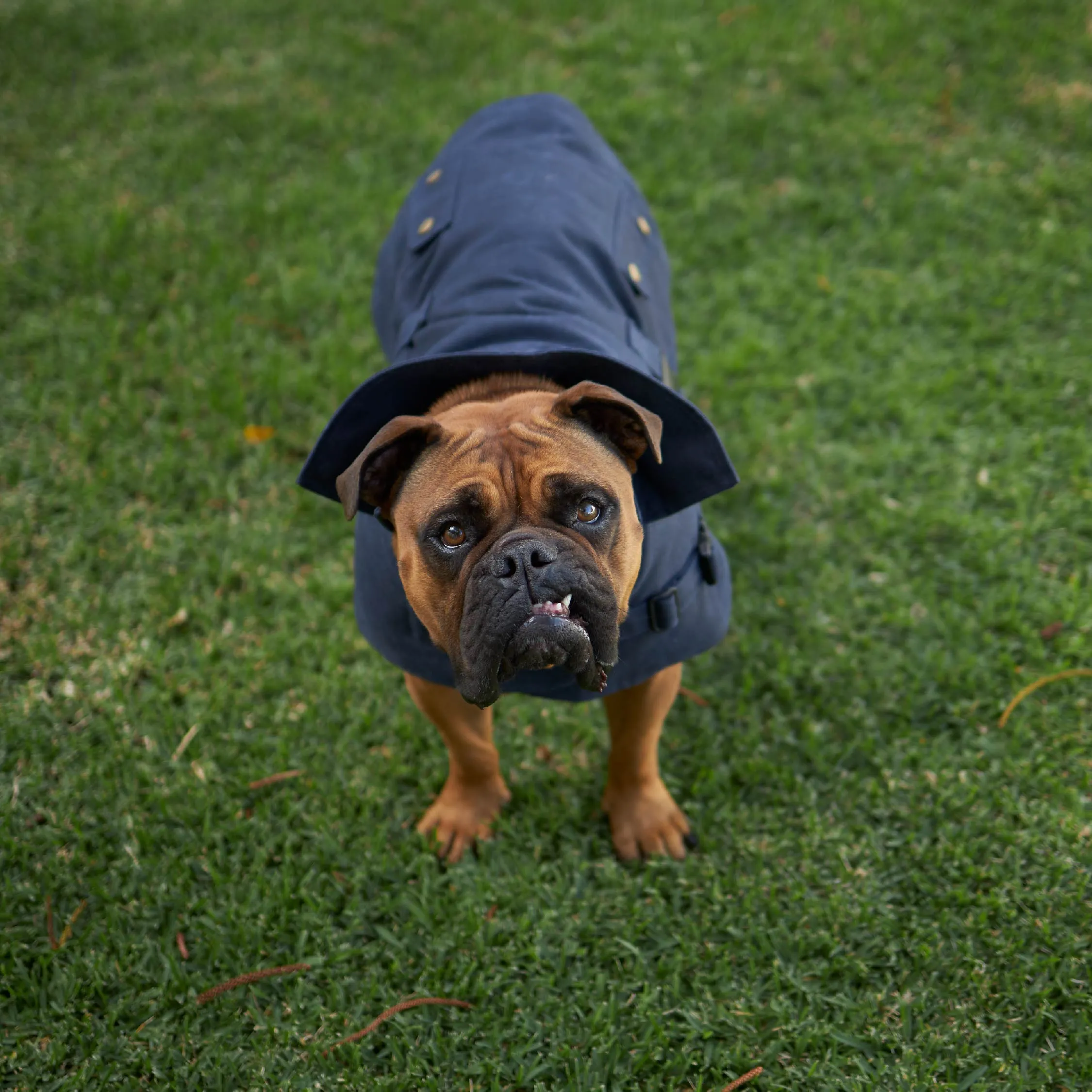 Aussie Oilskin Dog Coat - Navy