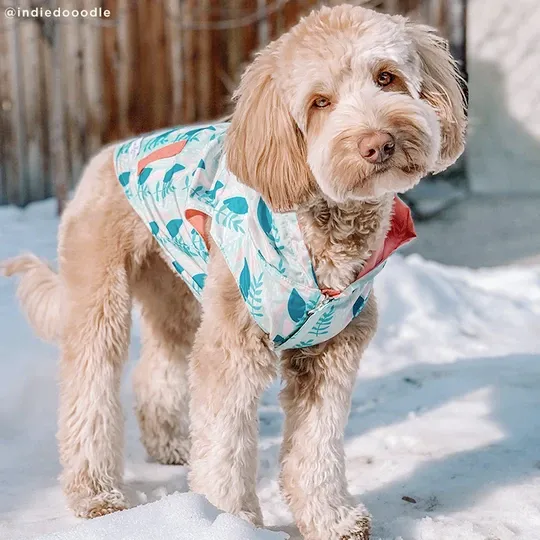 Lucy&Co Reversible Raincoat for Dogs, Minty Fresh